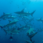 tubaroes-e-sardinhas